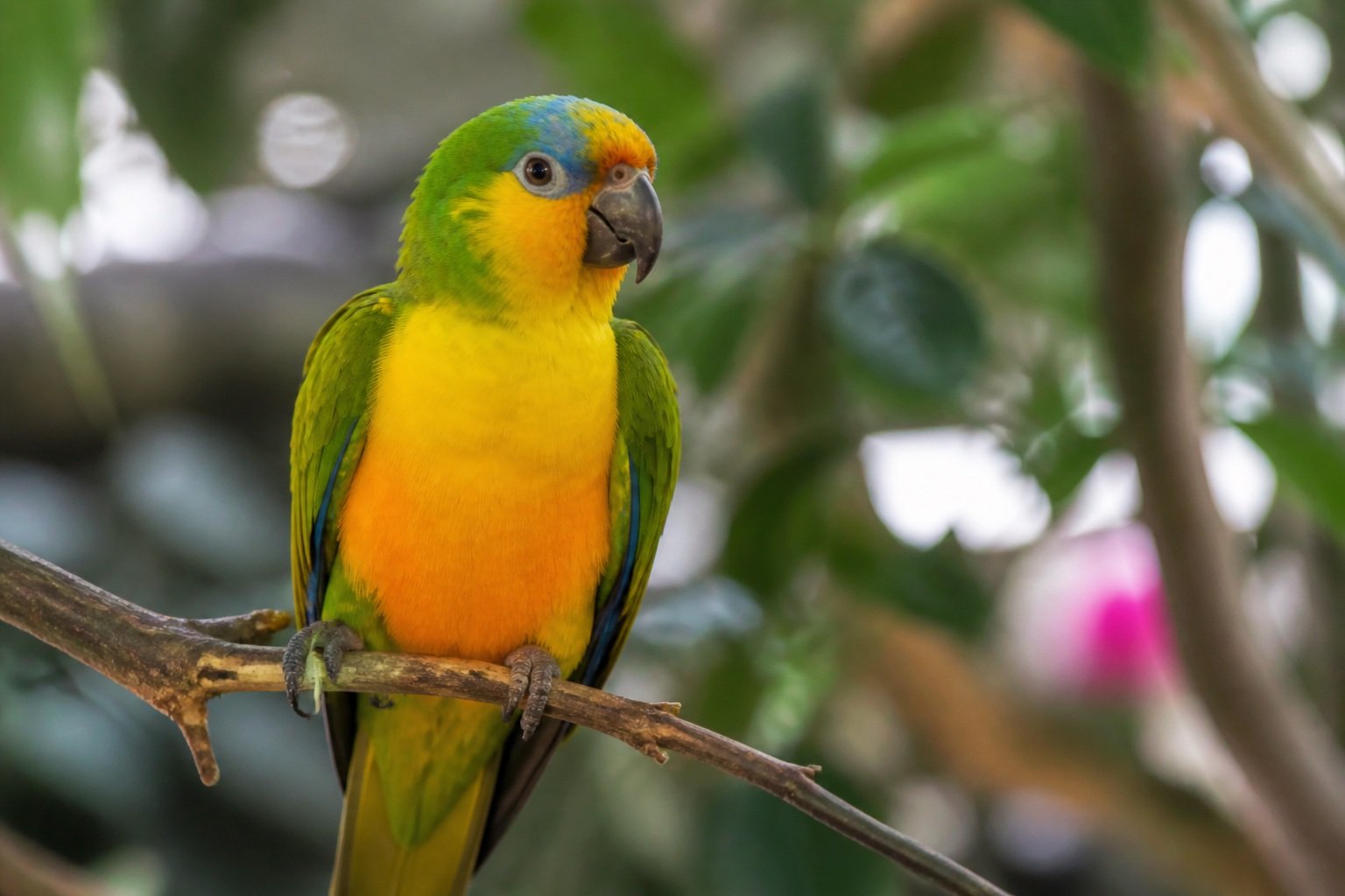 Guía de Pájaros