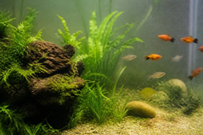 Cloudy water in the aquarium