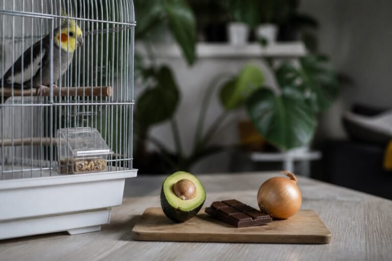 Alimentos prohibidos para aves