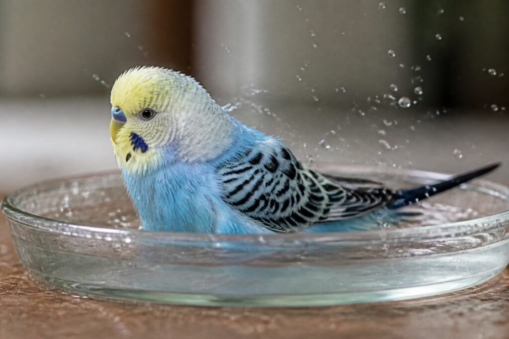 Baño en aves de compañía