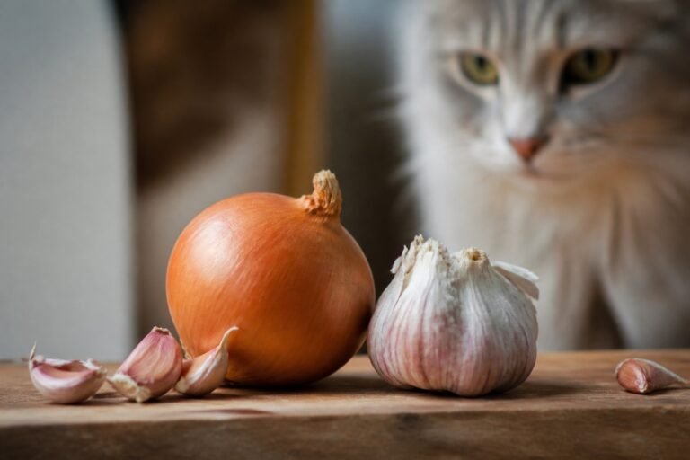 Cebolla y ajo en gatos