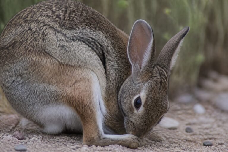Cécotrophes chez le lapin