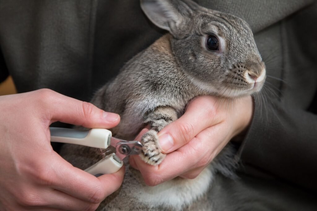 Cómo cortar las uñas de un conejo