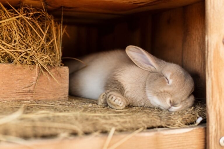 ¿Cuánto duerme un conejo?