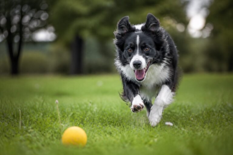 ¿Cuánto ejercicio necesita un perro?