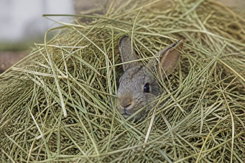 Quelle quantité de foin un lapin doit-il manger