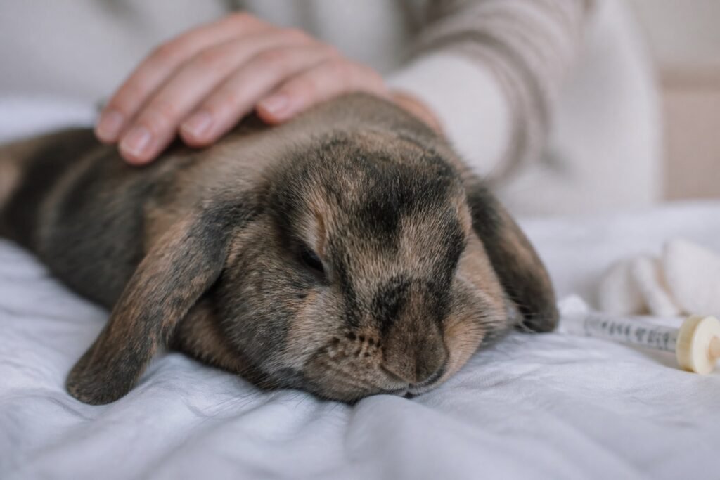 Diarrhée chez le lapin