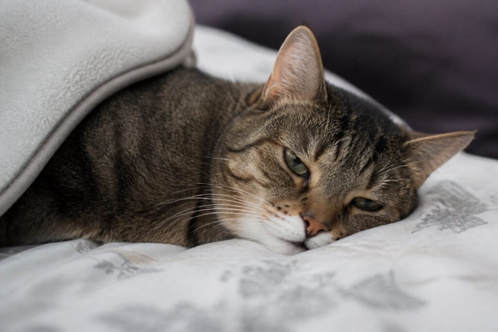 Diarrhea in cats