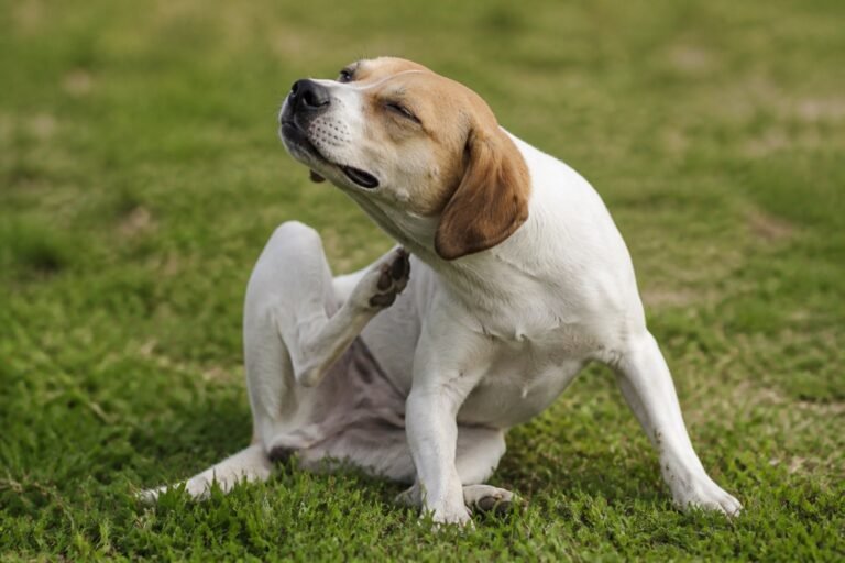 Estreñimiento en perros