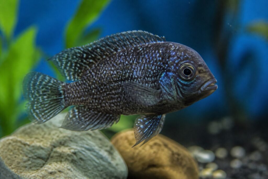 Ichthyophthyriasis (ich) chez les poissons