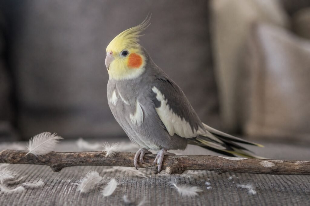 Mue des plumes chez les oiseaux