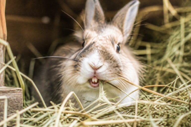 Problèmes dentaires chez le lapin