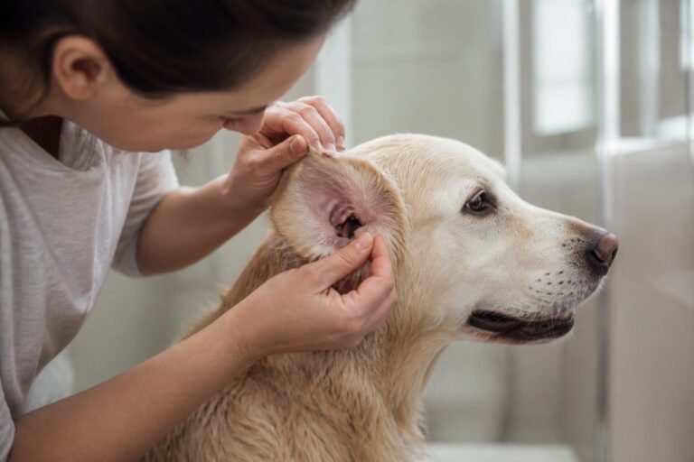 Otitis en perros: causas y cuidados