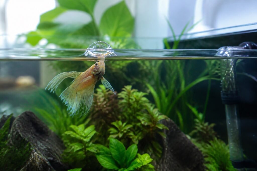 Ailerons de poisson à la surface