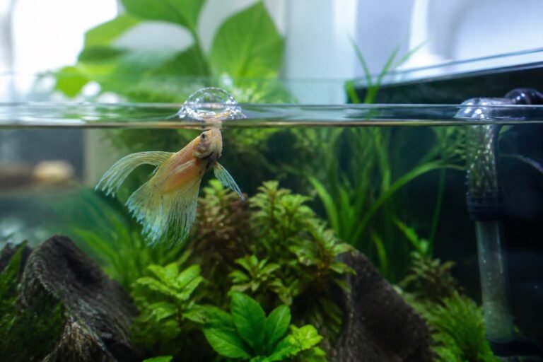 Ailerons de poisson à la surface