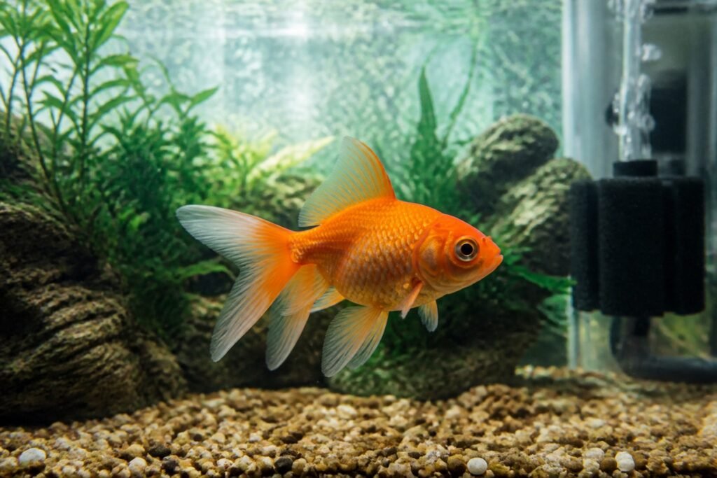 Cuidados del pez dorado