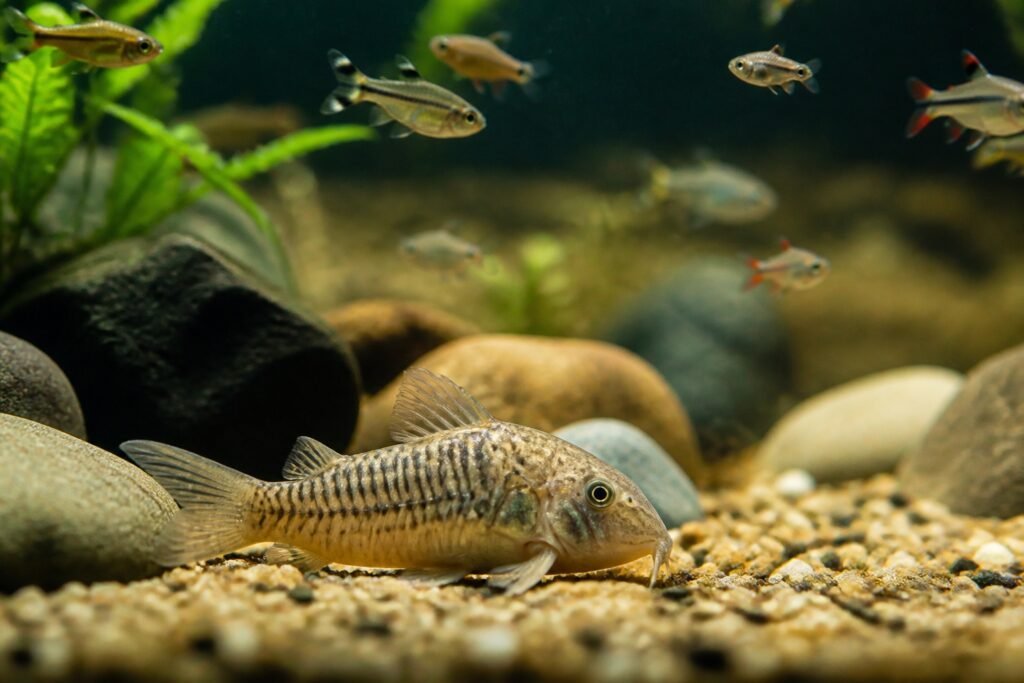 Poissons au fond de l'aquarium