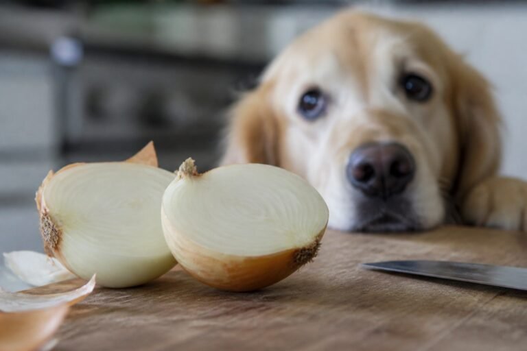 ¿Los perros pueden comer cebolla?