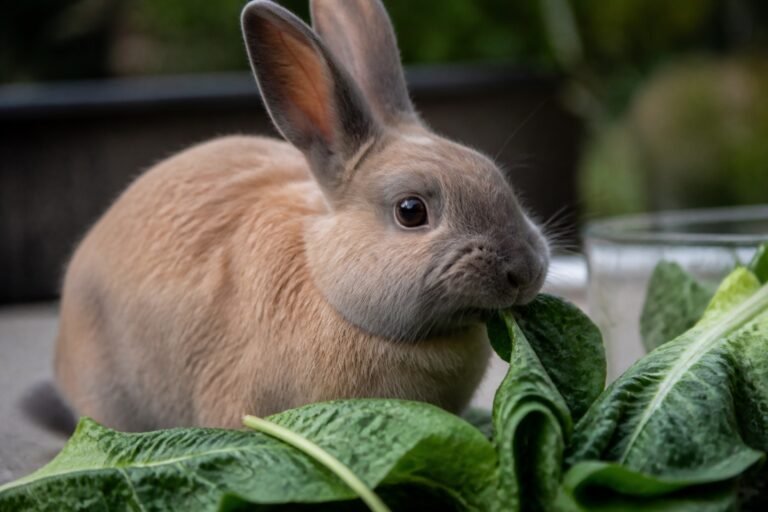 Les lapins peuvent-ils manger de la laitue ?