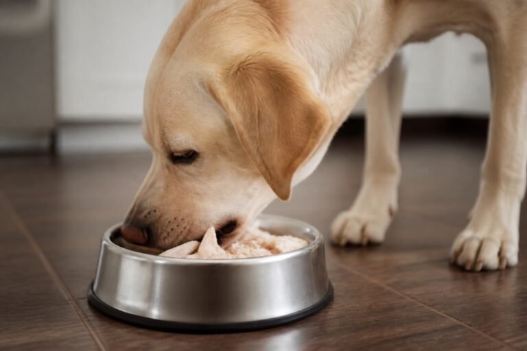¿Los perros pueden comer pollo?