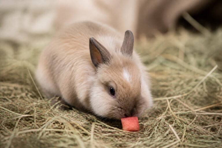 ¿Los conejos pueden comer sandía?