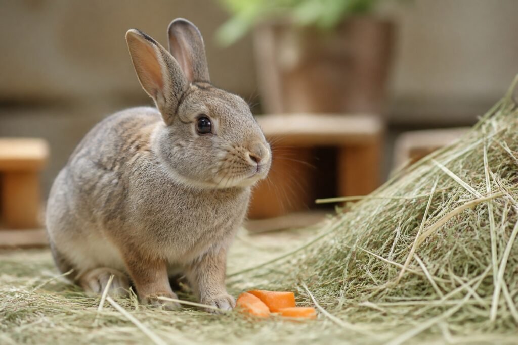 ¿Los conejos pueden comer zanahoria?