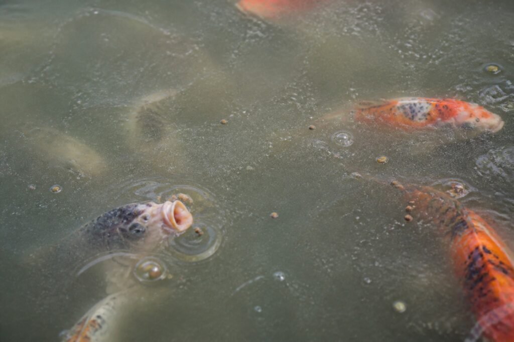 Sobrealimentación de peces