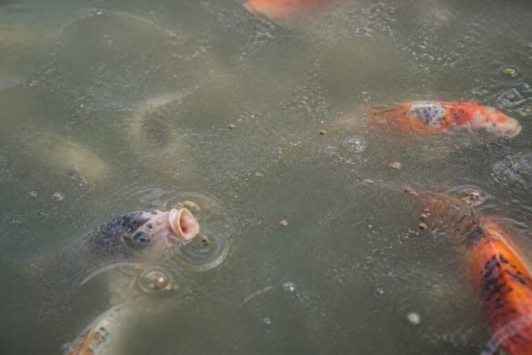 Sobrealimentación de peces