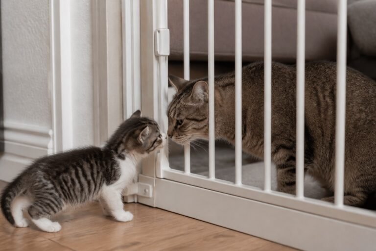 Socializar a un gatito