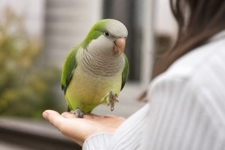 Socializar un loro