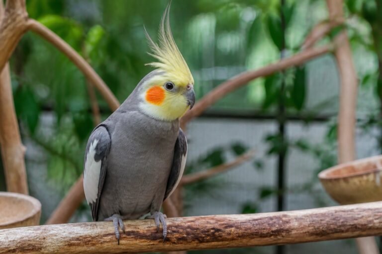 Temperatura ideal para aves