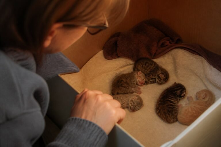 Cuidados del primer mes de un gatito recién nacido
